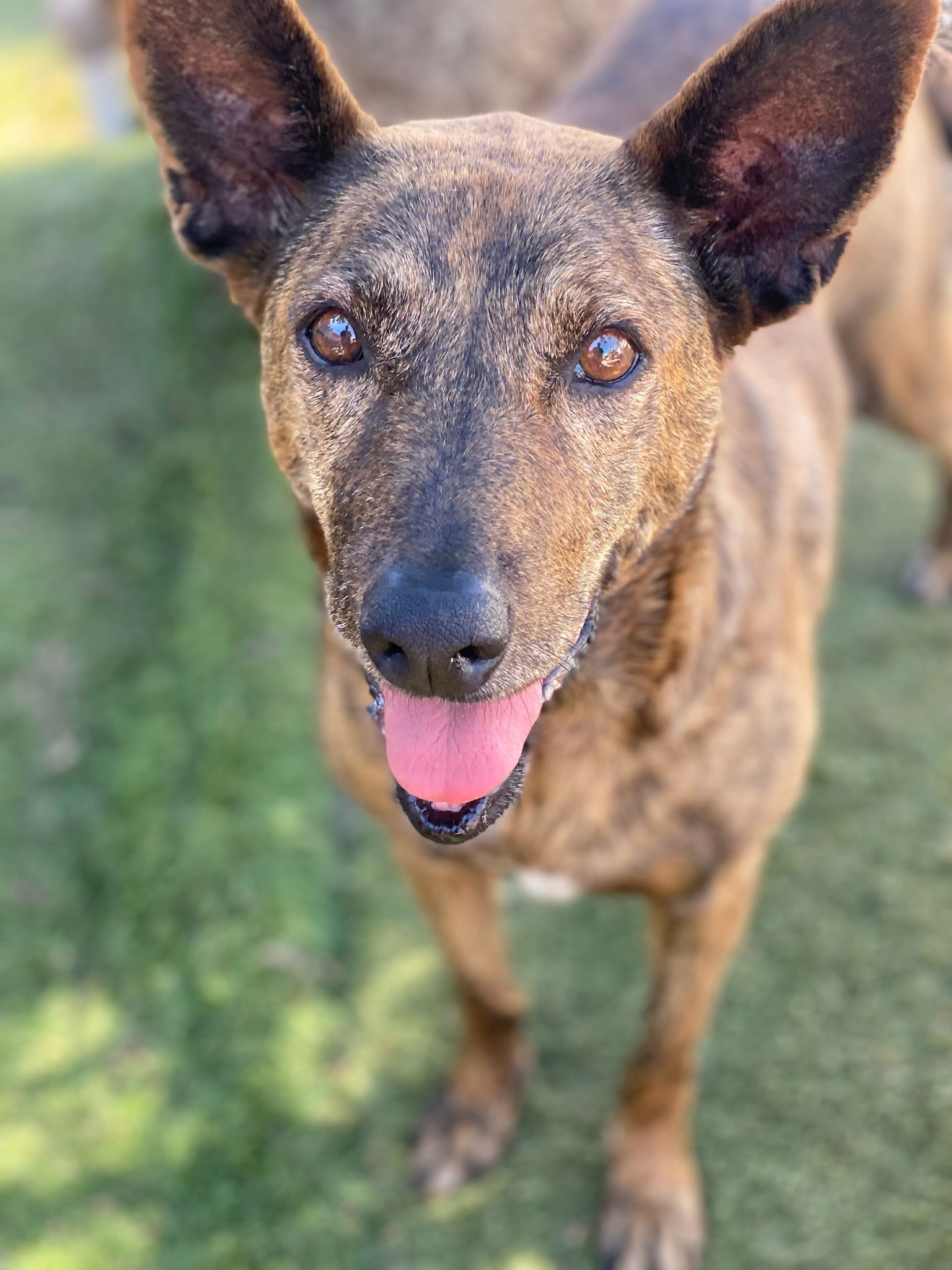 adoptable Dog in Newport Beach, CA named Elise