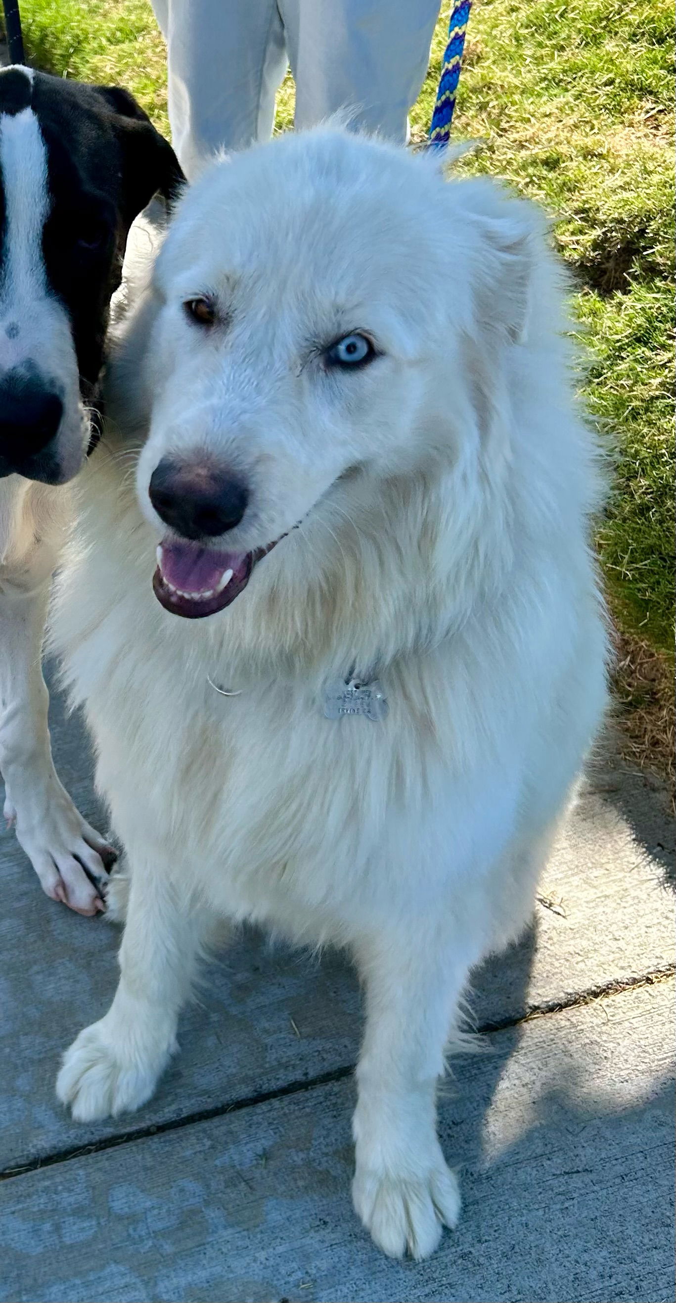 adoptable Dog in Newport Beach, CA named Tessa