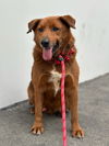 adoptable Dog in  named Archie