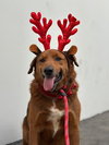 Archie - Photo 3