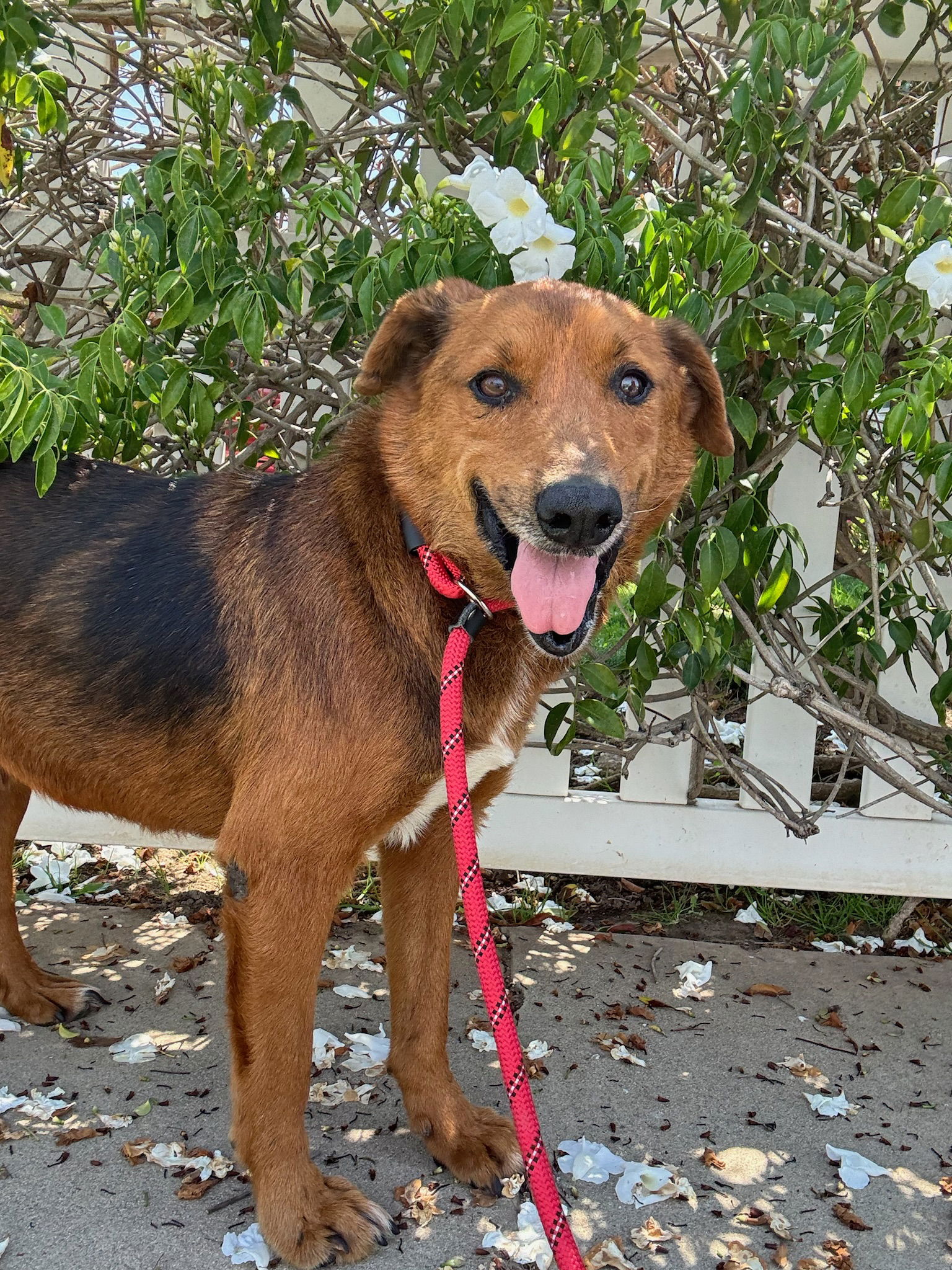 adoptable Dog in Newport Beach, CA named Archie