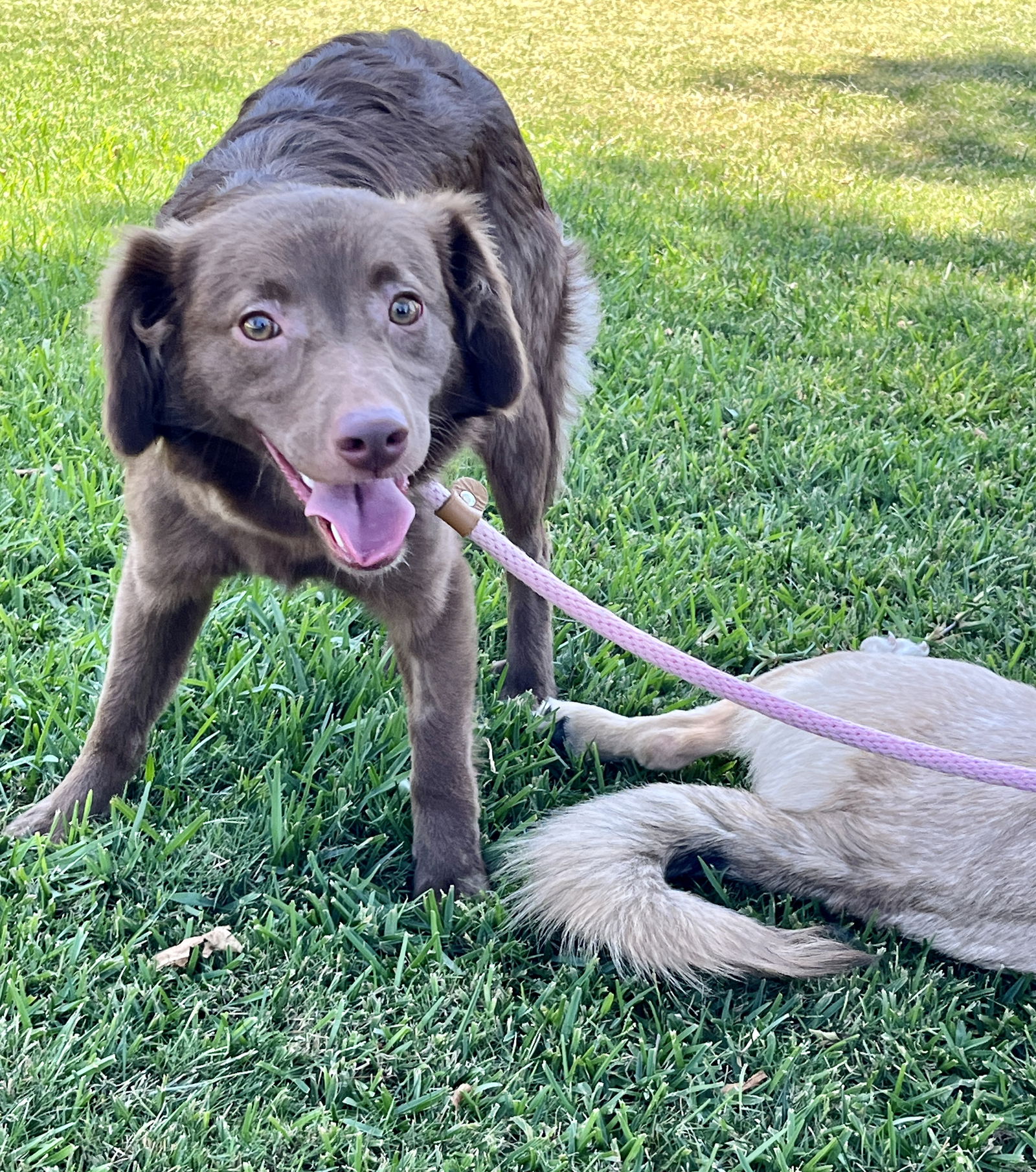 adoptable Dog in Newport Beach, CA named Evi