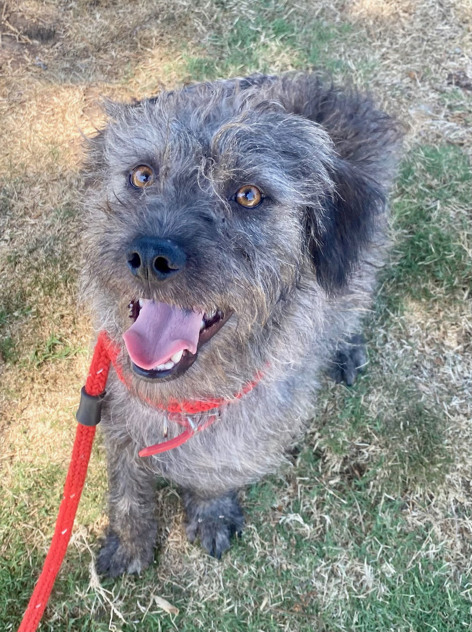 adoptable Dog in Newport Beach, CA named Benji