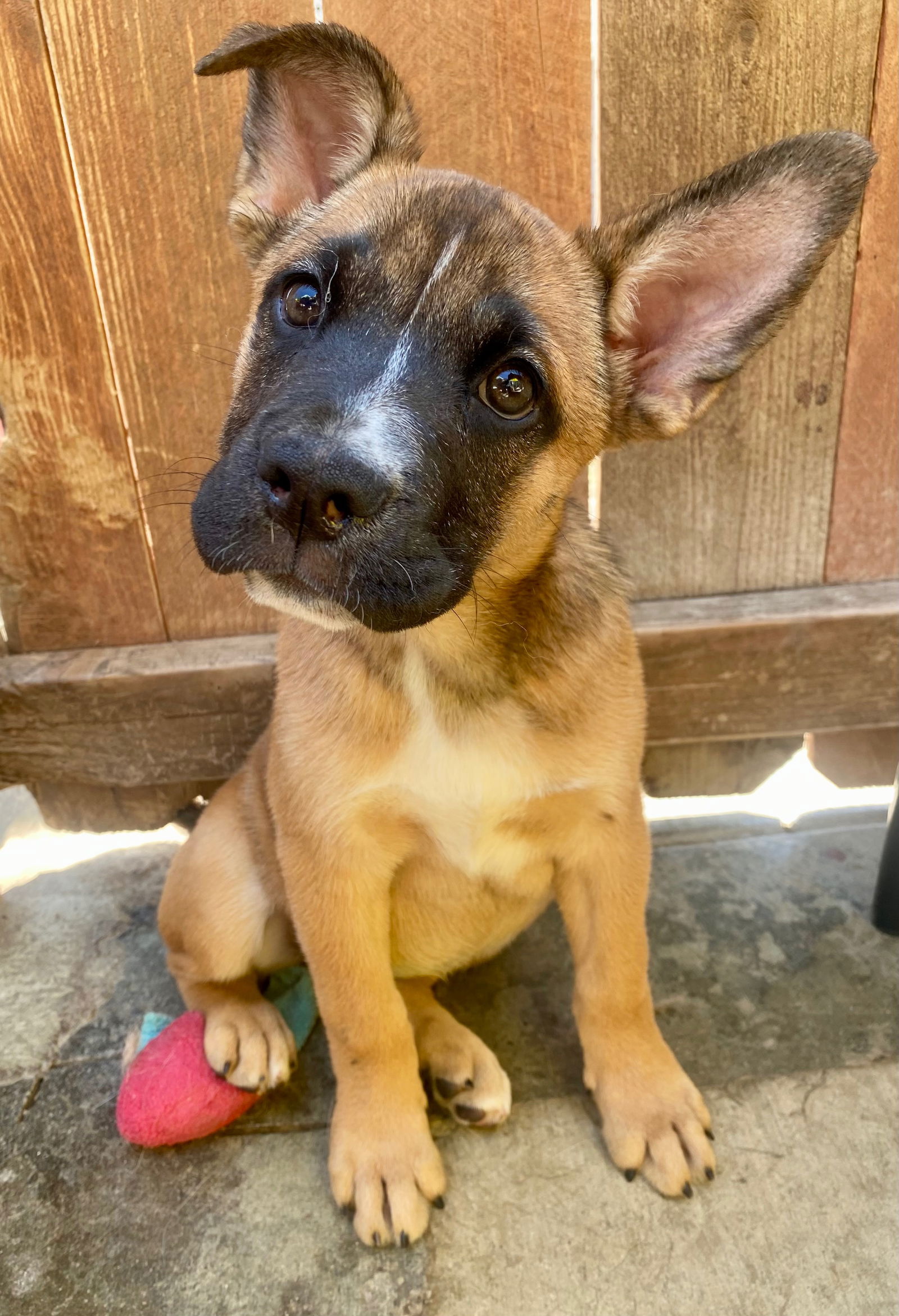 adoptable Dog in Newport Beach, CA named S'Mores