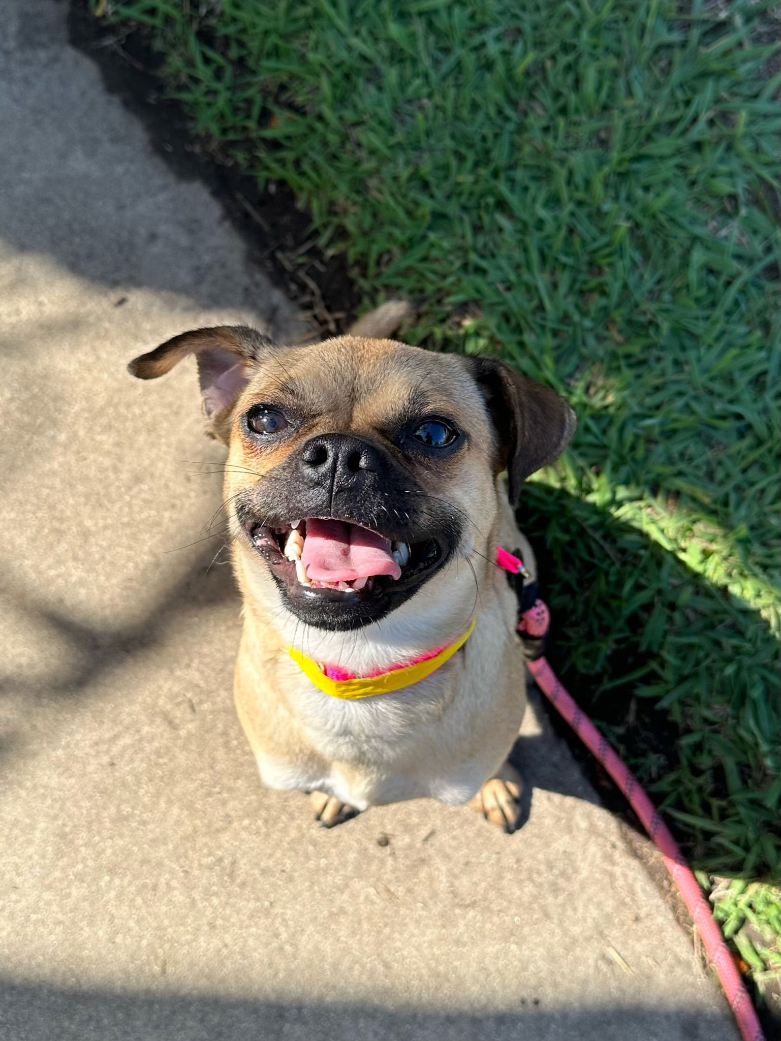 adoptable Dog in Newport Beach, CA named Winnie