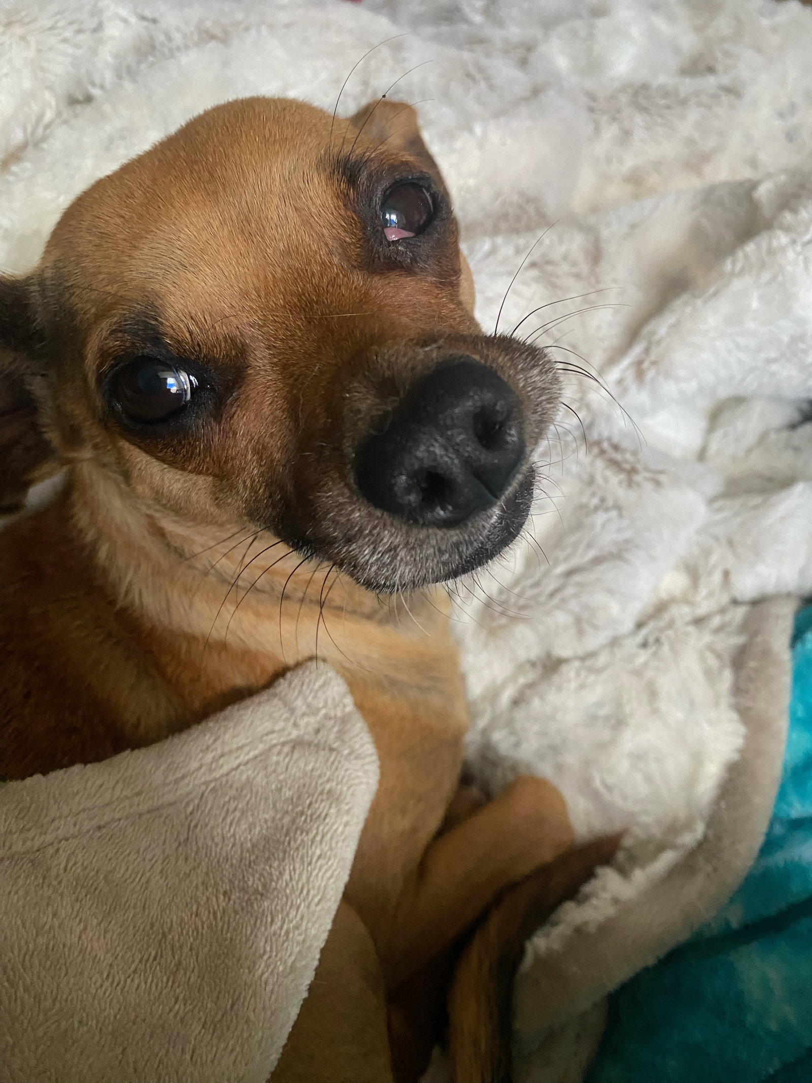 Roo
