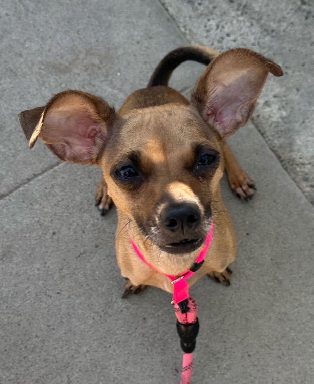 adoptable Dog in Newport Beach, CA named Roo