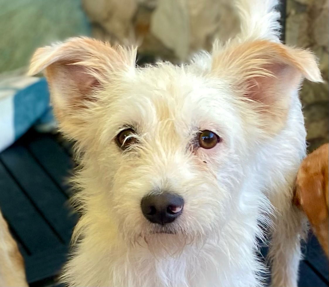 adoptable Dog in Newport Beach, CA named Harvard