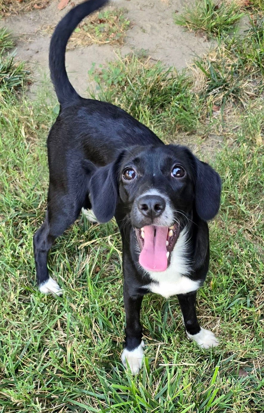 adoptable Dog in Newport Beach, CA named Kiwi