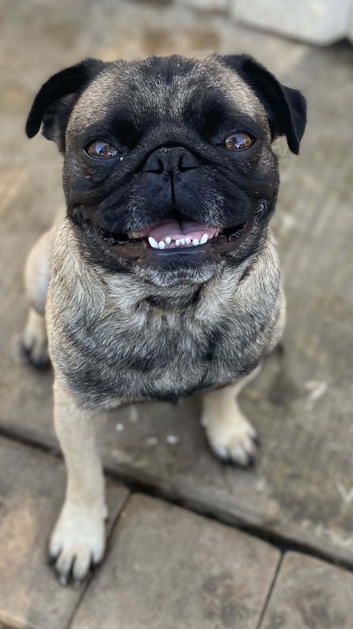 adoptable Dog in Newport Beach, CA named Smooshie