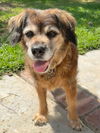 adoptable Dog in Newport Beach, CA named Kelly