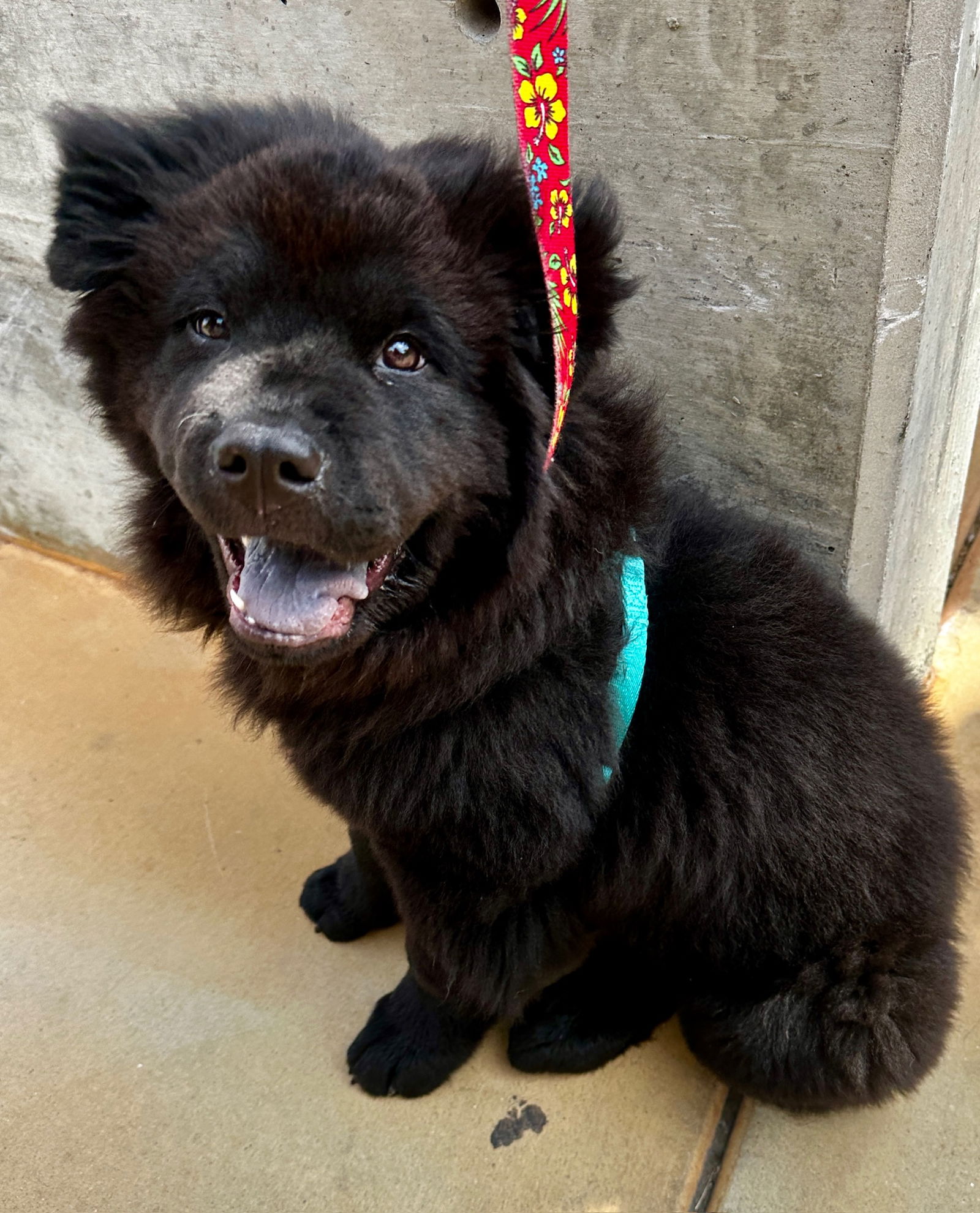 adoptable Dog in Newport Beach, CA named Buddha