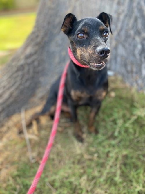 CAMERON - Miniature Pinscher available for adoption