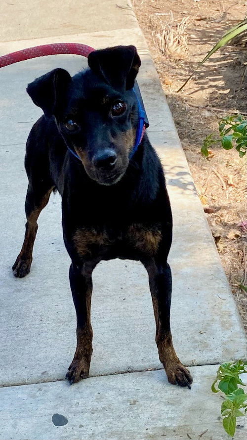 CAMERON - Miniature Pinscher available for adoption