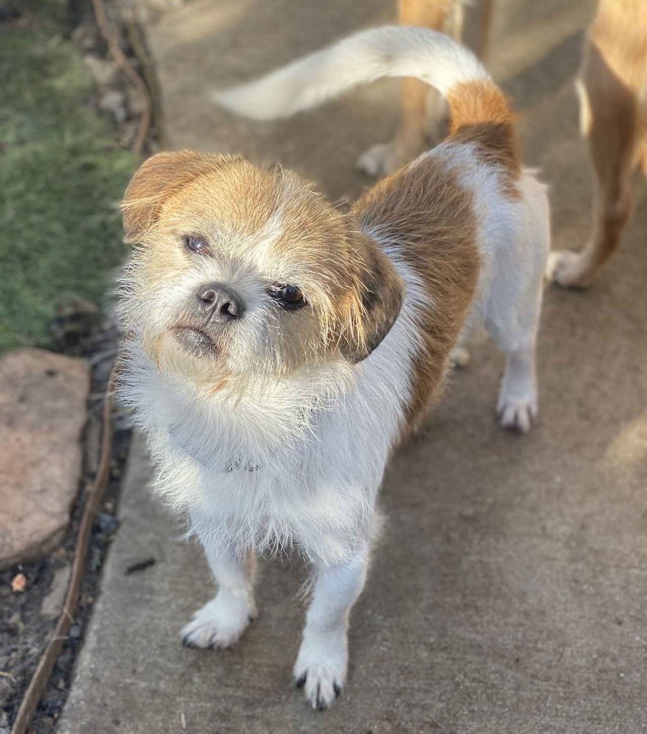 adoptable Dog in Costa Mesa, CA named Mooshu