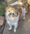 adoptable Dog in  named Mooshu