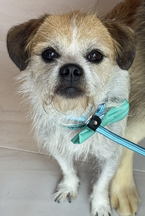 MOOSHU - Border Terrier available for adoption