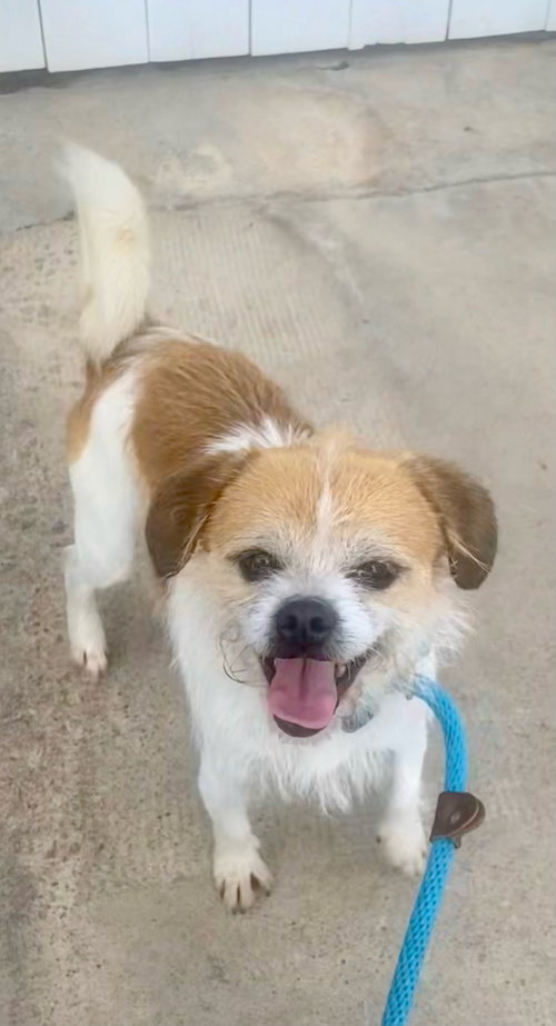 MOOSHU - Border Terrier available for adoption