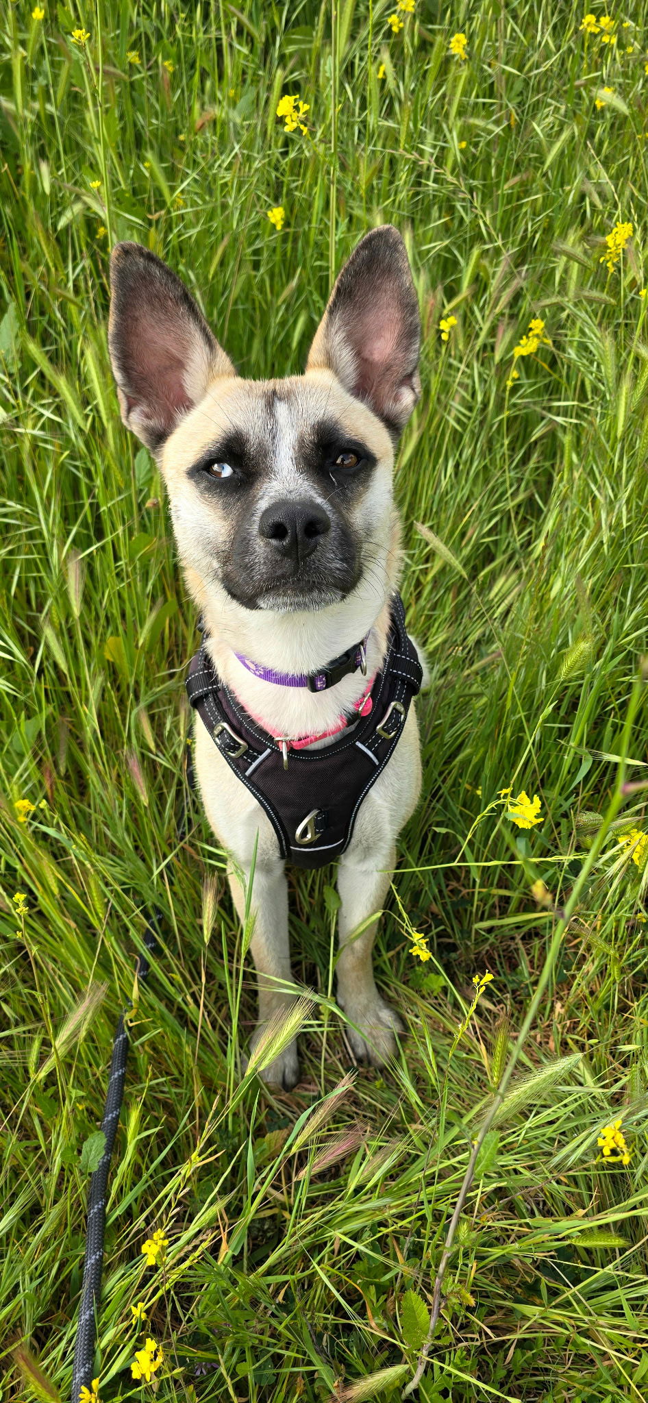 adoptable Dog in Costa Mesa, CA named Jasmine