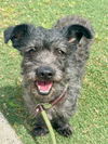 adoptable Dog in Newport Beach, CA named Brillo
