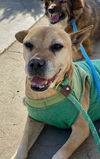 adoptable Dog in Newport Beach, CA named Jackson