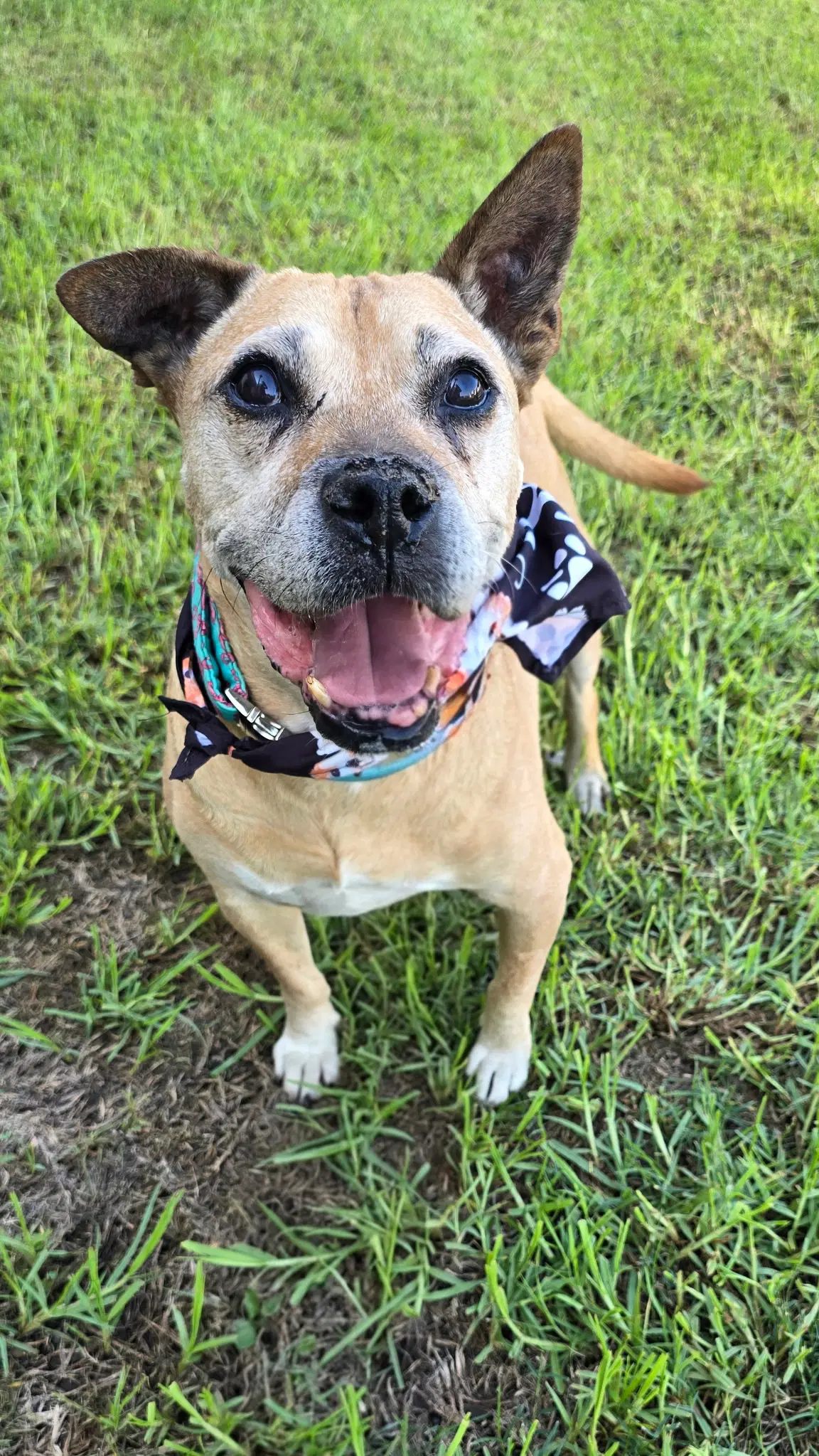 Jackson - American Pit Bull Terrier