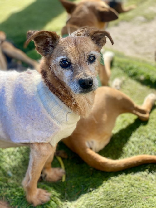 MELVIN - Norfolk Terrier / Terrier available for adoption