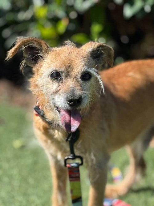 MELVIN - Norfolk Terrier / Terrier available for adoption