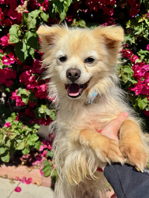 CHANGO - Pomeranian available for adoption