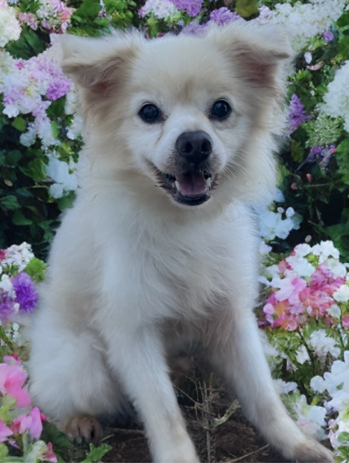 CHANGO - Pomeranian available for adoption