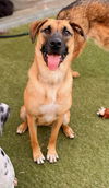 adoptable Dog in Newport Beach, CA named Daisy the Shepherd