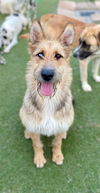 adoptable Dog in Newport Beach, CA named Mystic