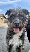 adoptable Dog in Newport Beach, CA named Moon