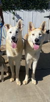 adoptable Dog in  named Cody & Comet