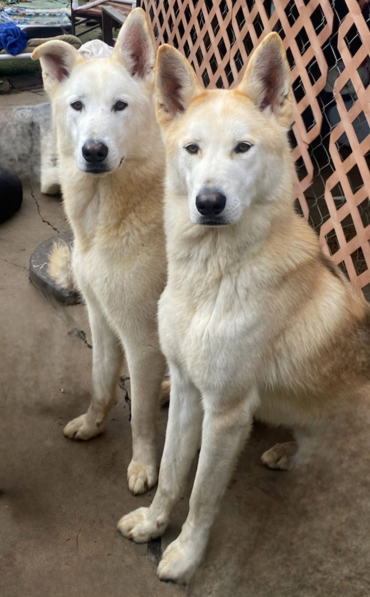 Cody & Comet