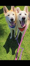 Cody & Comet - Photo 2