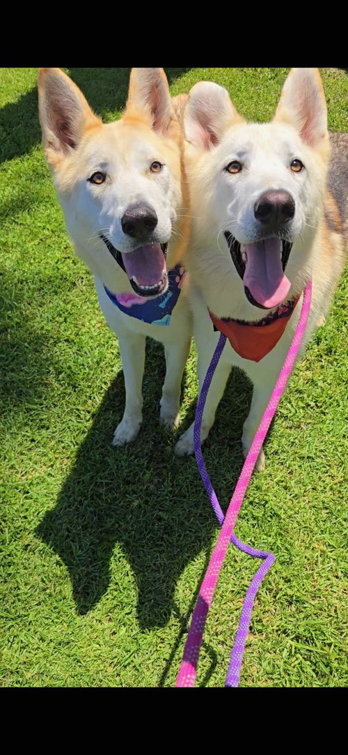 CODY & COMET - Husky / Shepherd available for adoption