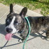 adoptable Dog in  named Clover