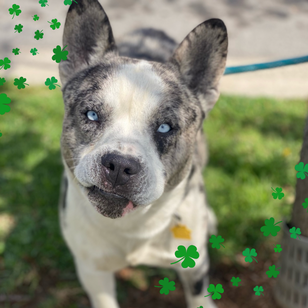 adoptable Dog in Costa Mesa, CA named Dublin