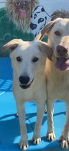 adoptable Dog in newport beach, CA named Bella Lab