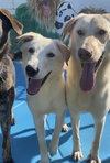 Bella Lab - Photo 4