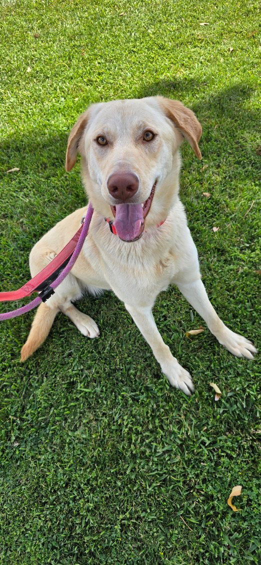 Bella Lab Image