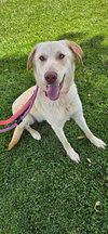Bella Lab - Photo 1