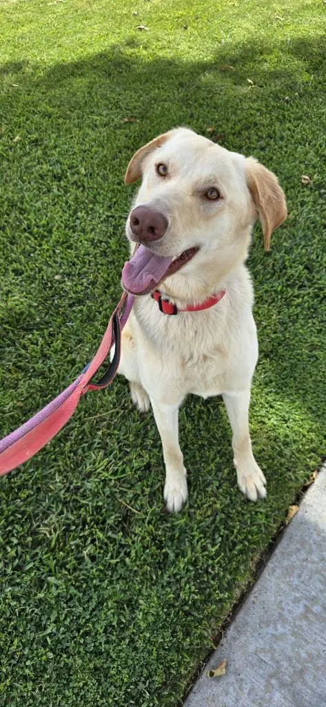 Bella Lab image 2