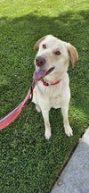 Bella Lab - Photo 2