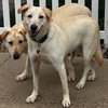 Bella Lab - Photo 3