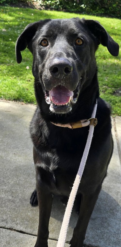 SIMON *COURTESY POST* - Labrador Retriever / Black Labrador Retriever available for adoption