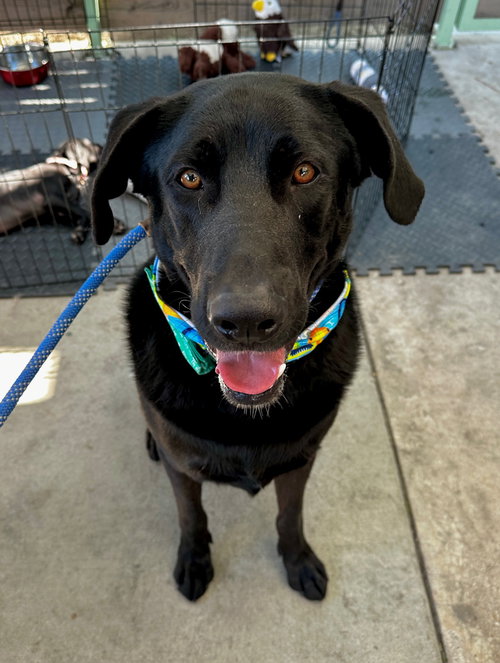 SIMON *COURTESY POST* - Labrador Retriever / Black Labrador Retriever available for adoption