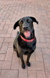 Simon *Courtesy Post* - Photo 3
