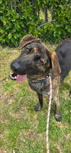 adoptable Dog in  named Jake from StateFarm
